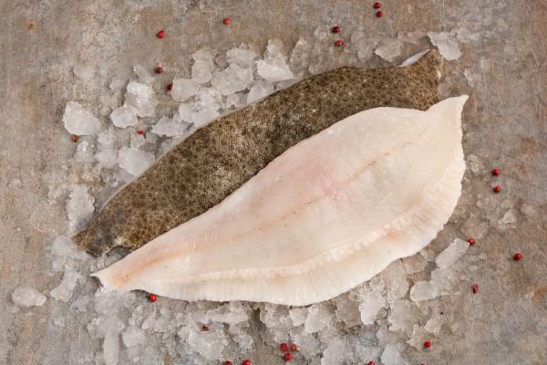 Filet de turbot