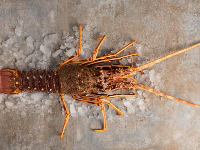 LANGOUSTE ROUGE
